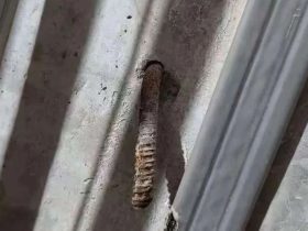 电梯人：从业8年，第一次碰到！